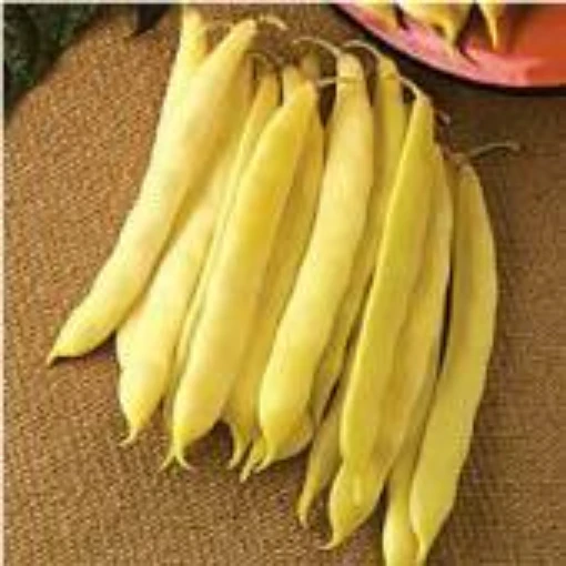 Romano Golden Bush Beans BN72-50